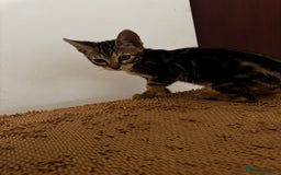 Mixed Breed cats for sale: Gorgeous Marble fur kitten - Ready now - Image 12