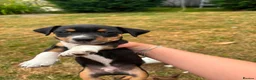 Jack Russell dogs for sale: Jack Russell puppies for sale - Advert 7