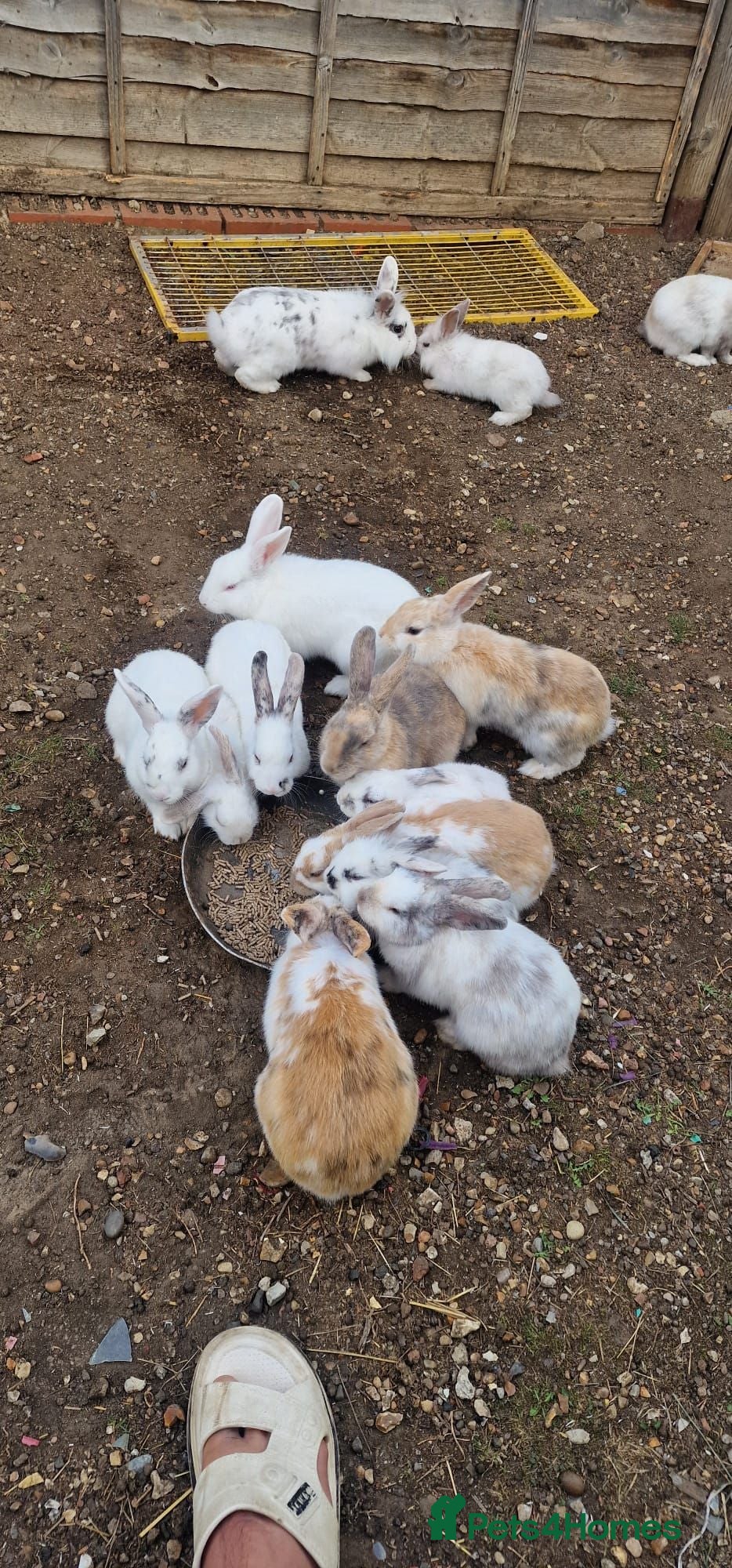Mixed Breed rabbits Rabbits for sale - Advert 1