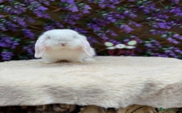 Mini Lop rabbits for sale: Mini lop sibling pair  - Image 18