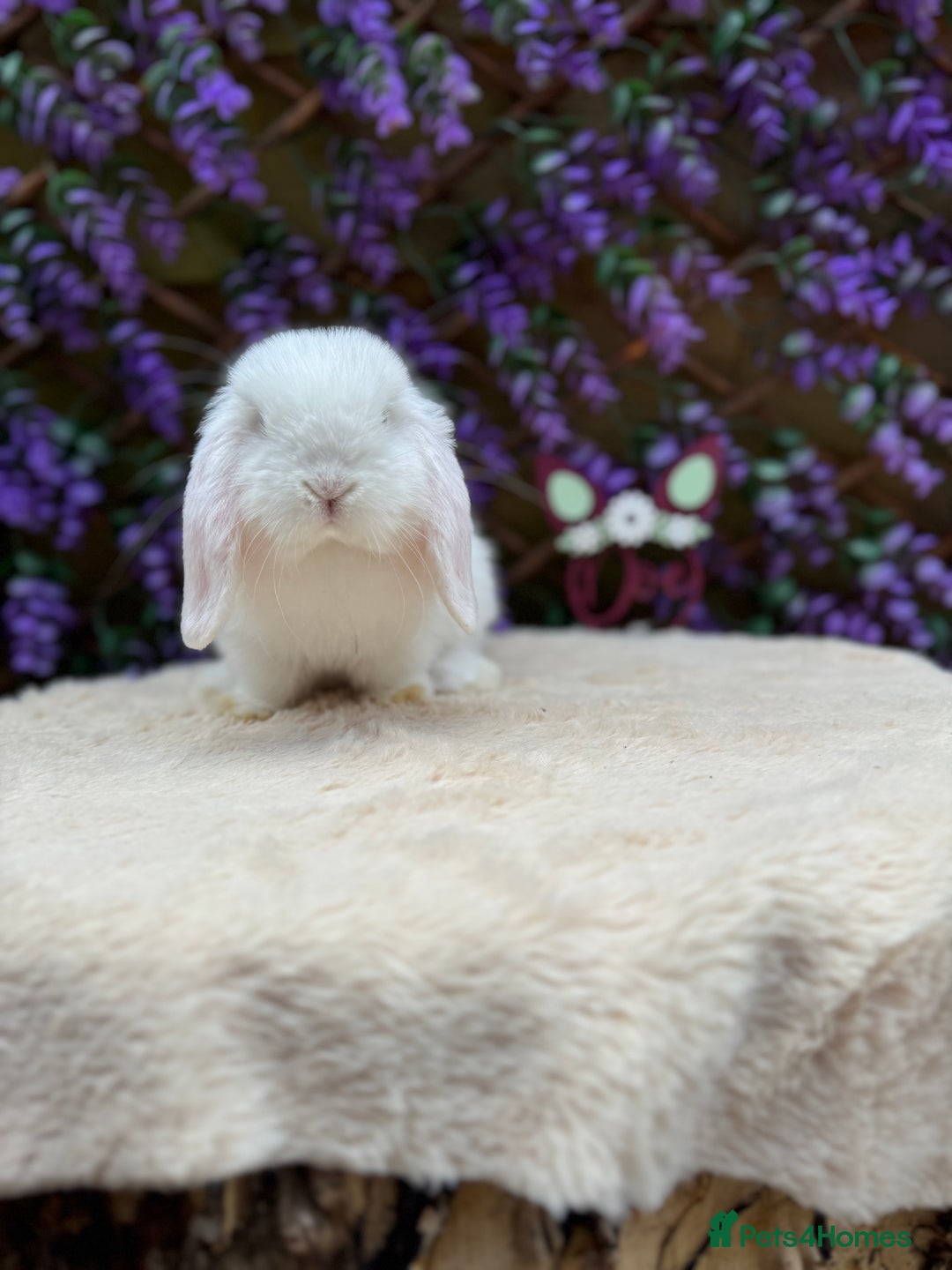 Mini Lop rabbits for sale: Mini lop sibling pair  - Image 18