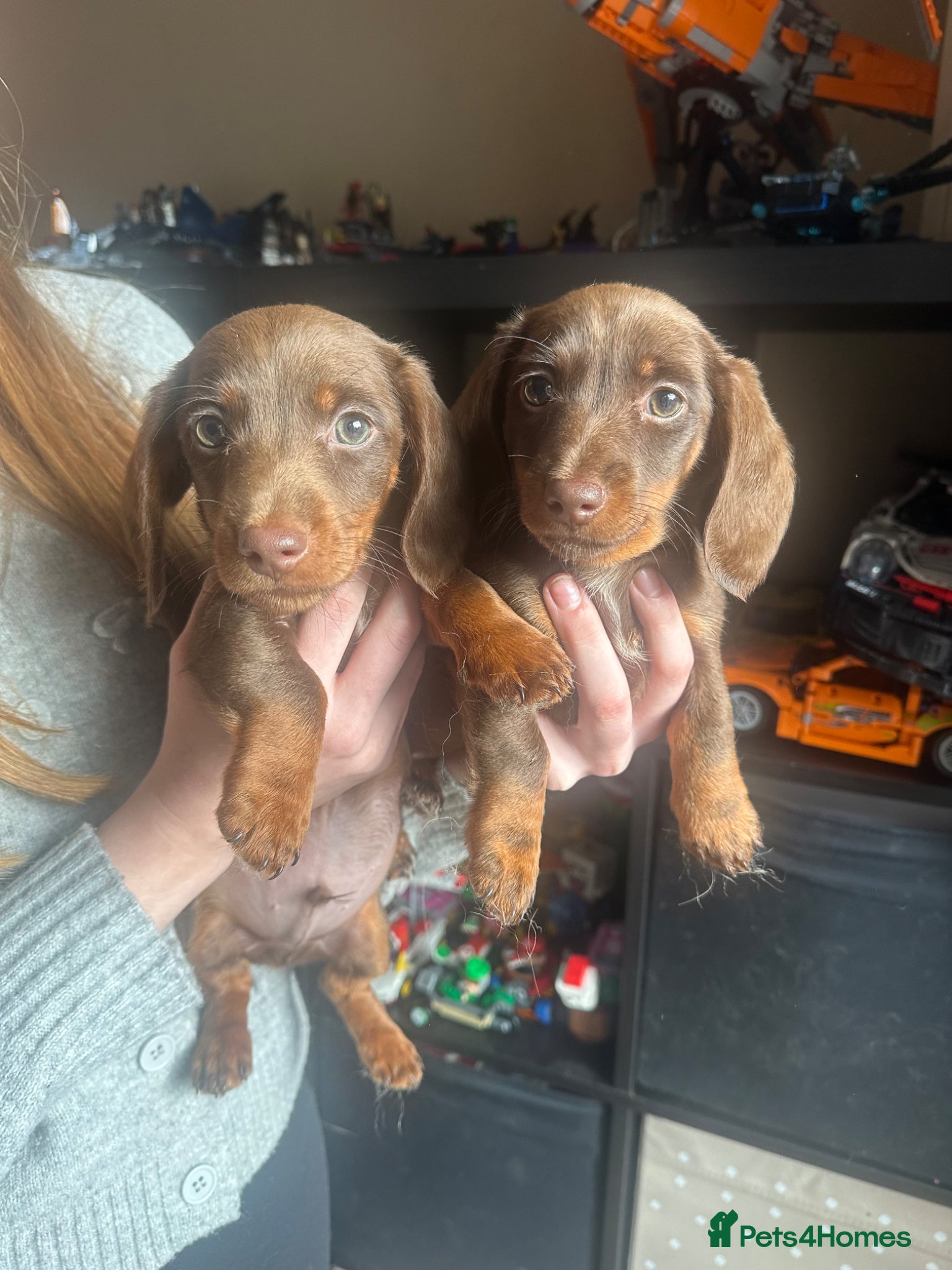 Miniature Dachshund dogs LAST TWO❤️Mini Dachshunds🌟😍 - Advert 1