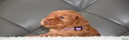 Cocker Spaniel dogs for sale: Kc Reg Show Type Cocker Spaniel  Health Tested - Advert 25