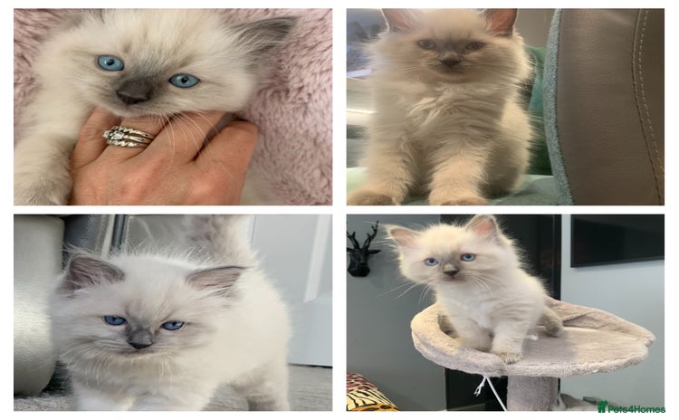 Ragdoll cats - Advert 4