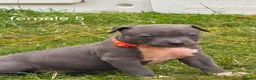 Staffordshire Bull Terrier dogs for sale: American Staffordshire terrier - Advert 15