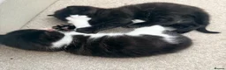 Maine Coon cats for sale: Maine Coon cross  in Macclesfield - Advert 10