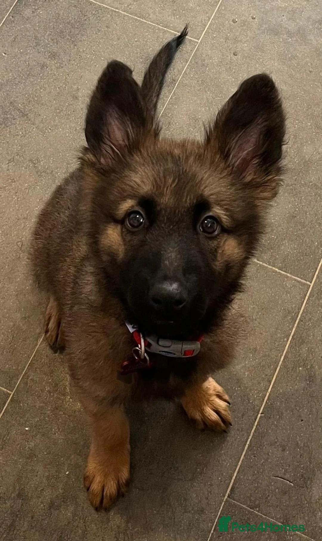 German Shepherd dogs for sale: Beautiful German shepherd cross Belgium shepherd  - Advert 2