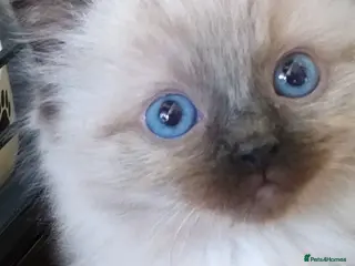 Ragdoll cats Ragdolls...beautiful kittens - Advert 1