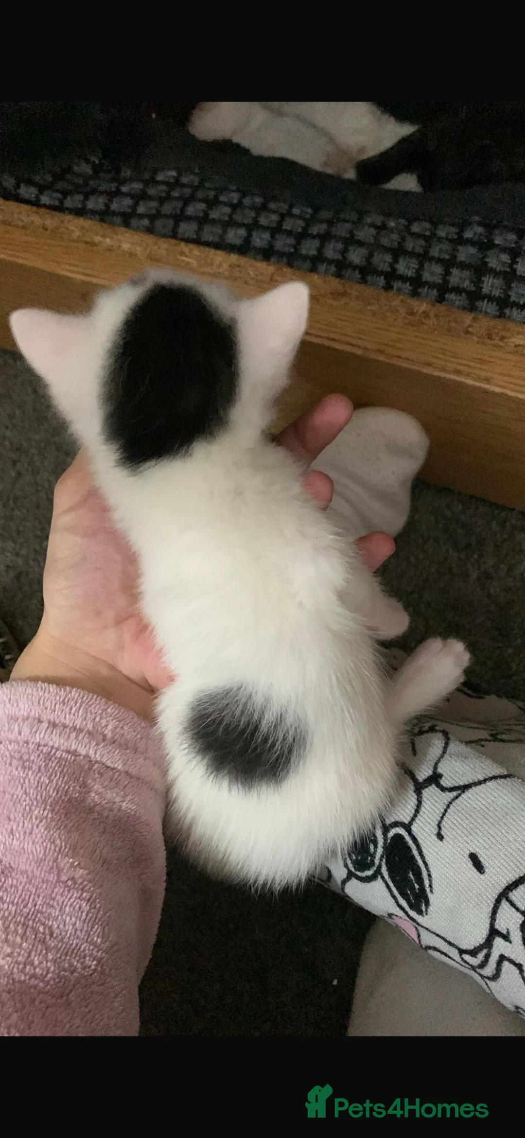 Mixed Breed cats for sale: 5 little kittens in Scunthorpe - Advert 2