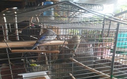 Budgerigars birds for sale: Budgies  - Image 5