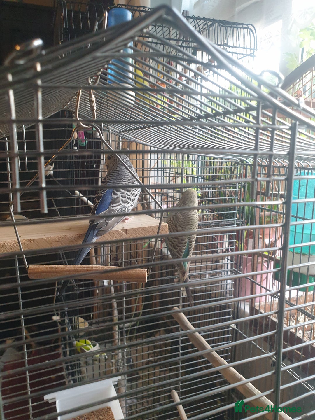 Budgerigars birds for sale: Budgies  - Image 5
