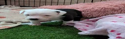 Mixed Breed dogs for sale: Borador bully puppies x3 girl viewings now  - Advert 6