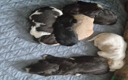 Sprocker dogs for sale: Sprockers - Image 2