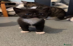 Domestic Shorthair cats for sale: 4 DSH kittens for sale - Image 4