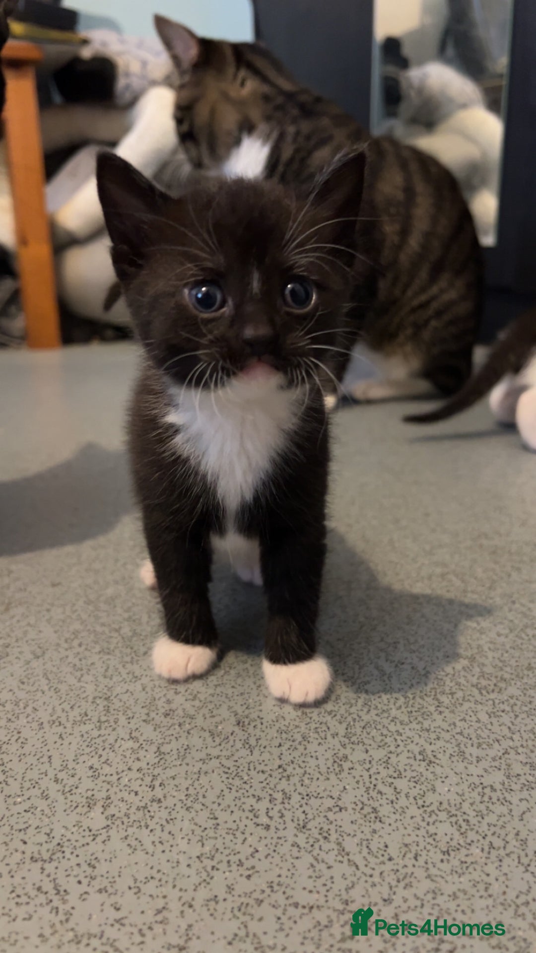 Domestic Shorthair cats for sale: 4 DSH kittens for sale - Image 4