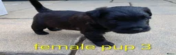 Patterdale Terrier dogs for sale: 3 stunning patterdales ready for new homes - Advert 4