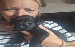 Labrador Retriever dogs for sale: Pedigree Black labrador pups  - Image 4