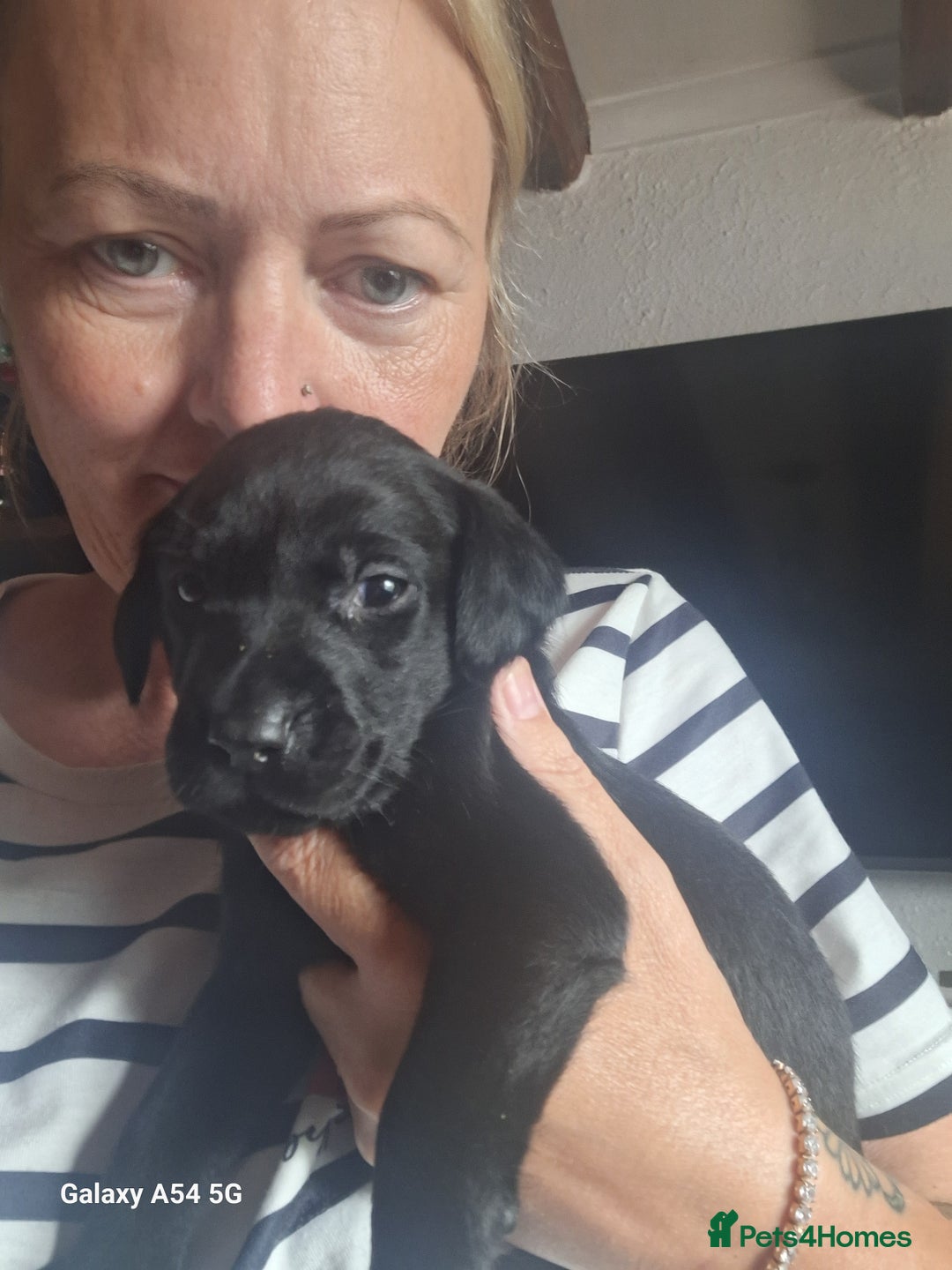 Labrador Retriever dogs for sale: Pedigree Black labrador pups  - Image 4