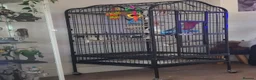 Cockatoo birds for sale: Galah cockatoo needs a new home  in Basildon - Advert 6