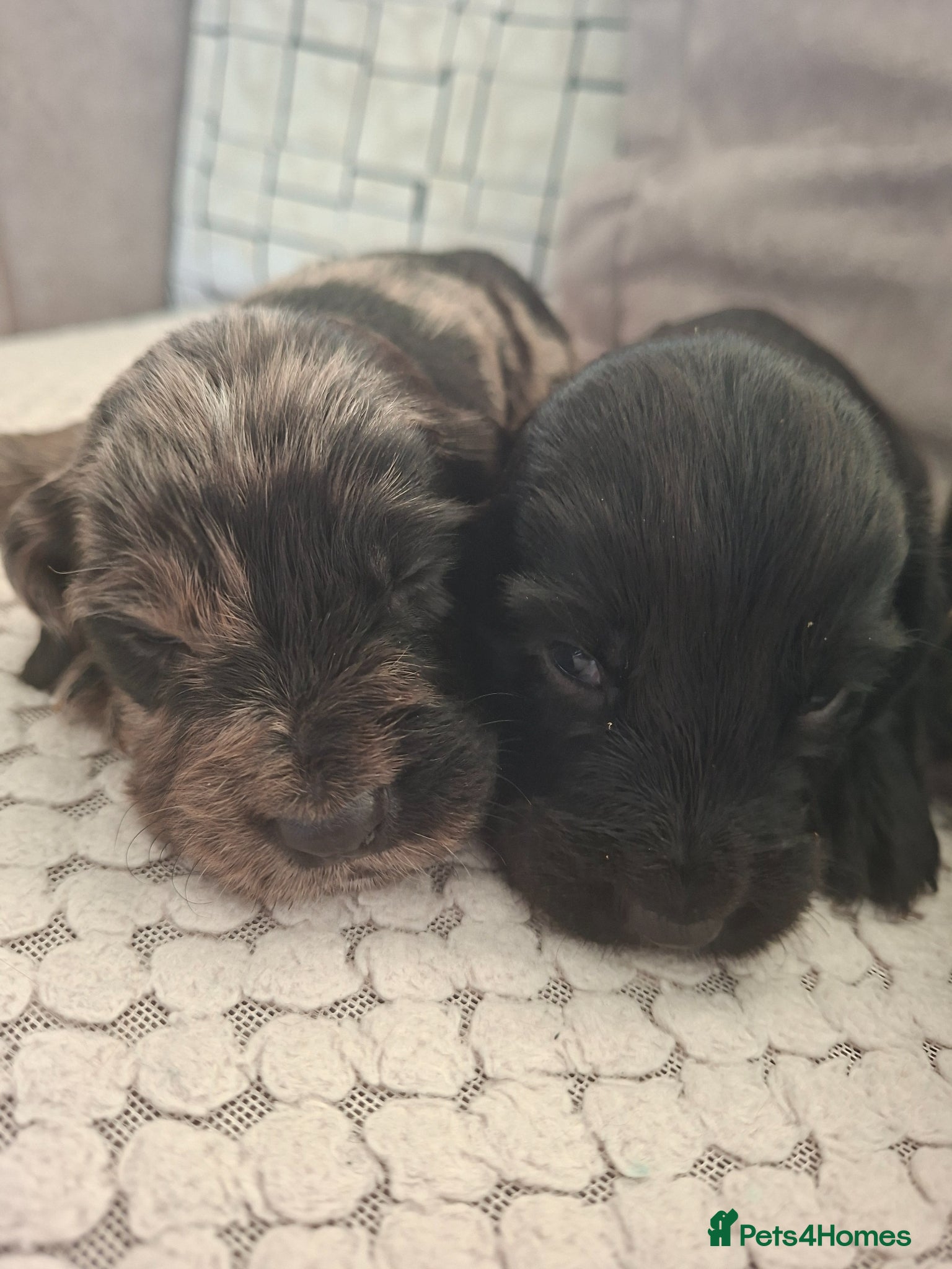 Cocker Spaniel dogs Cocker spaniel pups - Advert 9