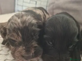 Cocker Spaniel dogs Cocker spaniel pups - Advert 9