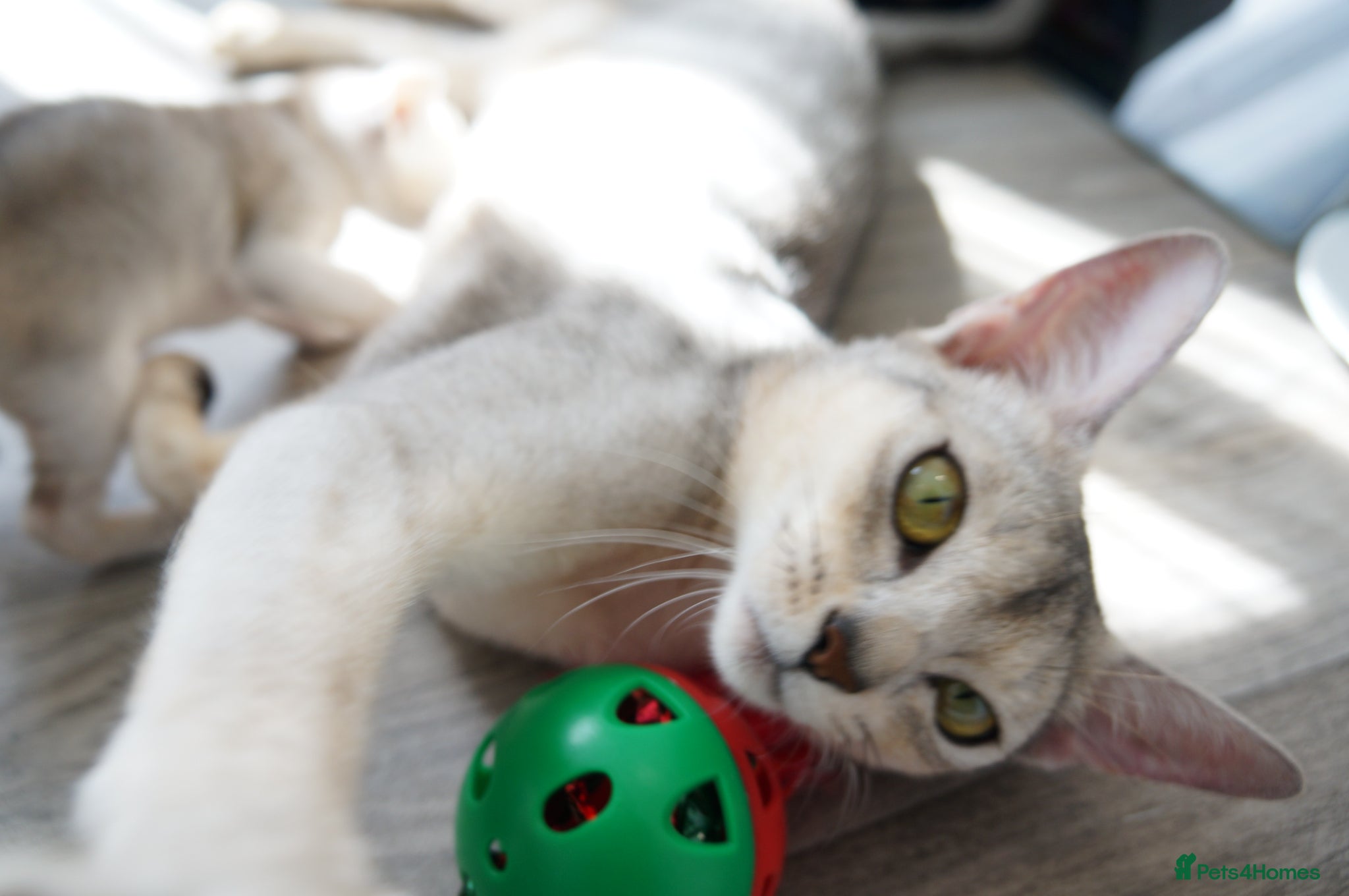 Abyssinian cats Stunning Usual Silver and Ruddy Kittens - Advert 1