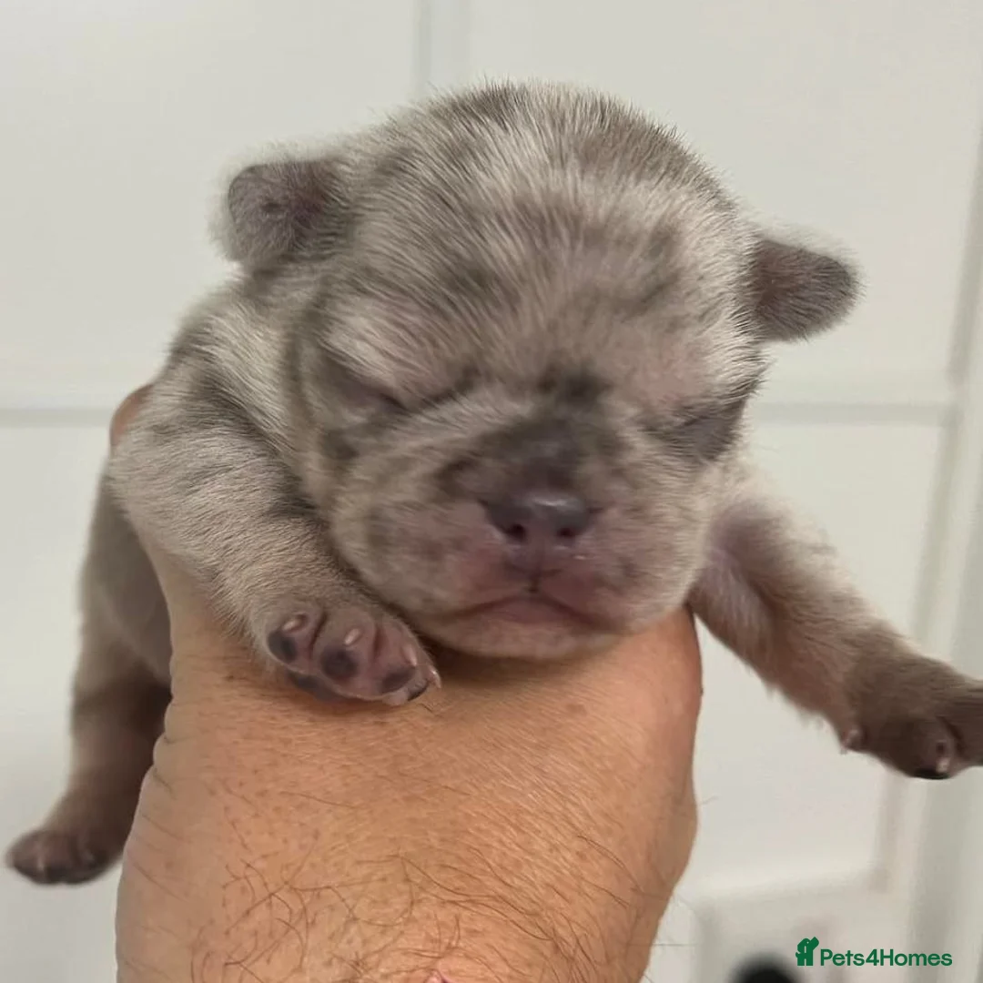 French Bulldog dogs for stud: Rfg tested aa lilac quad fluffy carrying testable in Sheffield - Advert 12