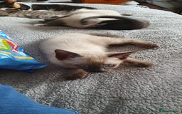 Mixed Breed cats for sale: Beautiful Siamese Cross Kittens - Image 19