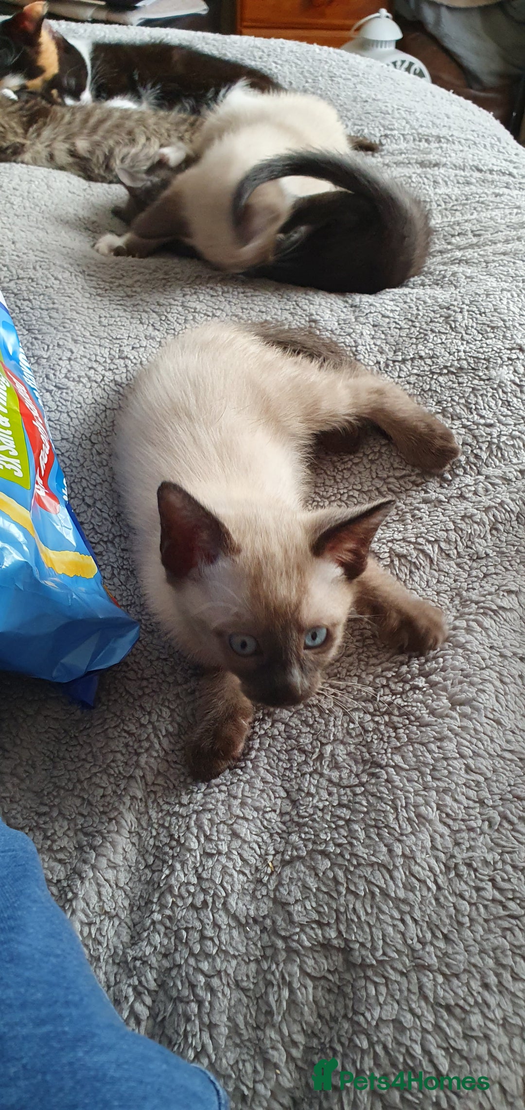 Mixed Breed cats for sale: Beautiful Siamese Cross Kittens - Image 19