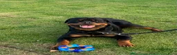 Rottweiler dogs for sale: Exceptional Male Rottweiler // Family Companion - Advert 2