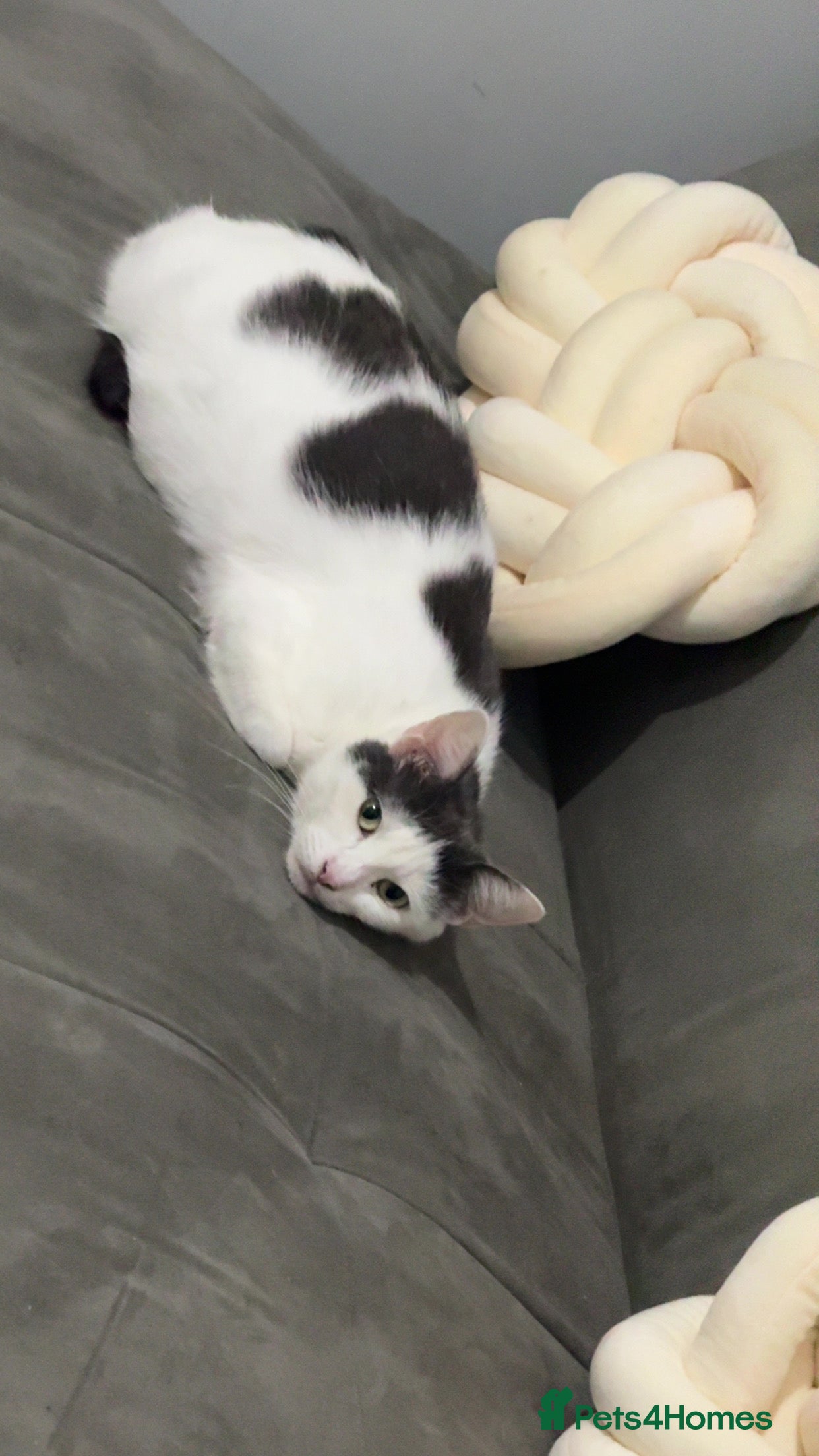 Mixed Breed cats Beautiful cat for rehoming - Advert 2