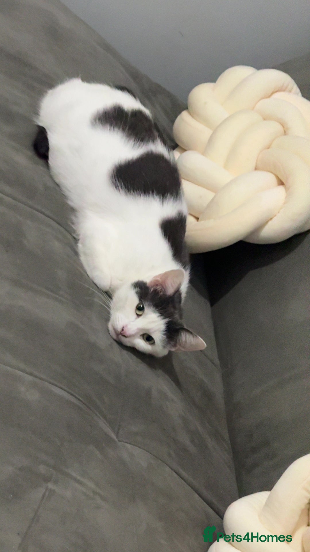 Mixed Breed cats for sale: Beautiful cat for rehoming - Advert 1