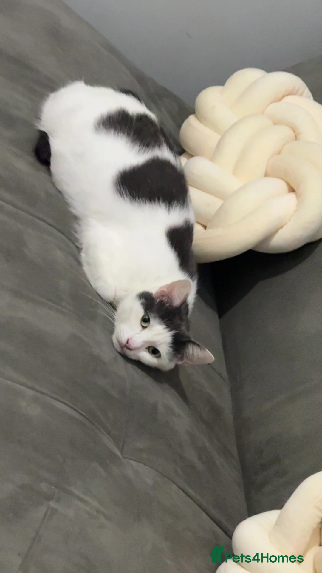 Mixed Breed cats for sale: Beautiful cat for rehoming - Advert 1