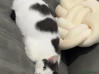 Mixed Breed cats Beautiful cat for rehoming - Advert 19