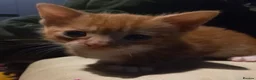 Mixed Breed cats for sale: 5 kittens available  - Advert 4