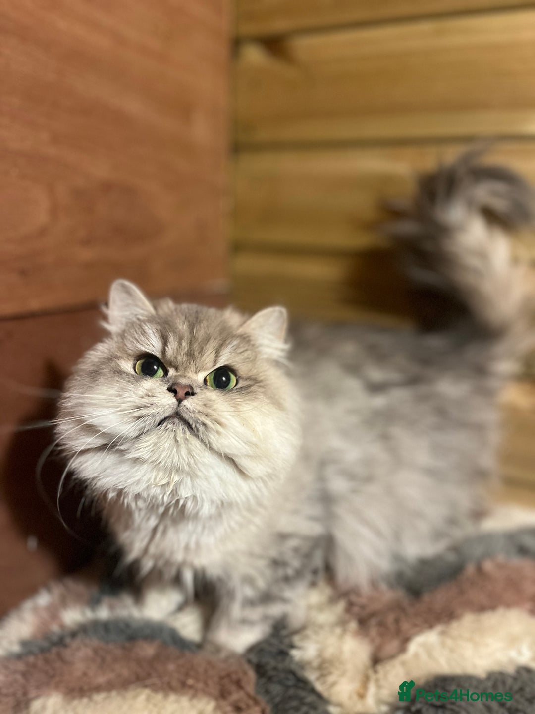 British Longhair cats for sale: Gorgeous Gccf female British Longhairs - Image 1