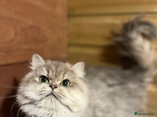 British Longhair cats - Advert 24