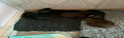 Mixed Breed dogs for sale: Pups for sale  in Falkirk - Advert 2