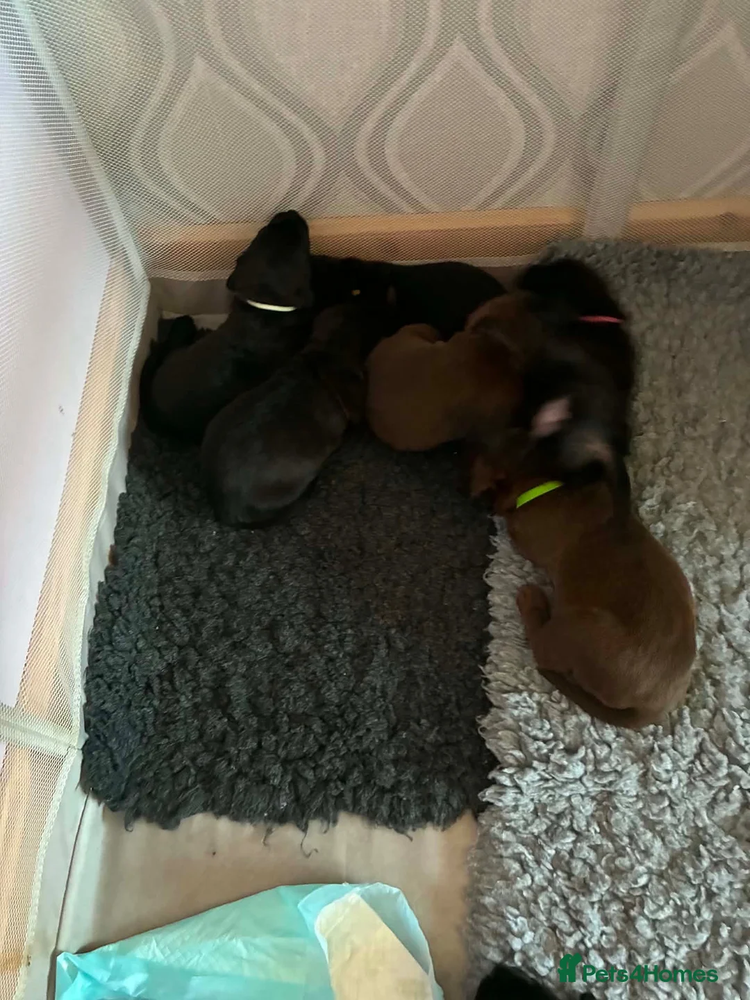 Mixed Breed dogs for sale: Pups for sale  in Falkirk - Advert 2