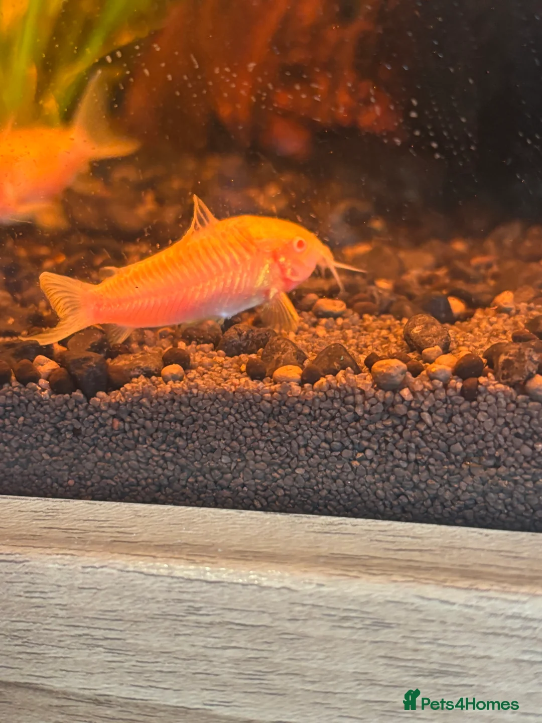Corys fish for sale: Albino corydoras (osteogaster aena) in Newhaven - Advert 1