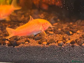 Corys fish Albino corydoras (osteogaster aena) in Newhaven - Advert 2