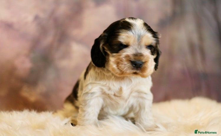 Cocker Spaniel dogs - Advert 1