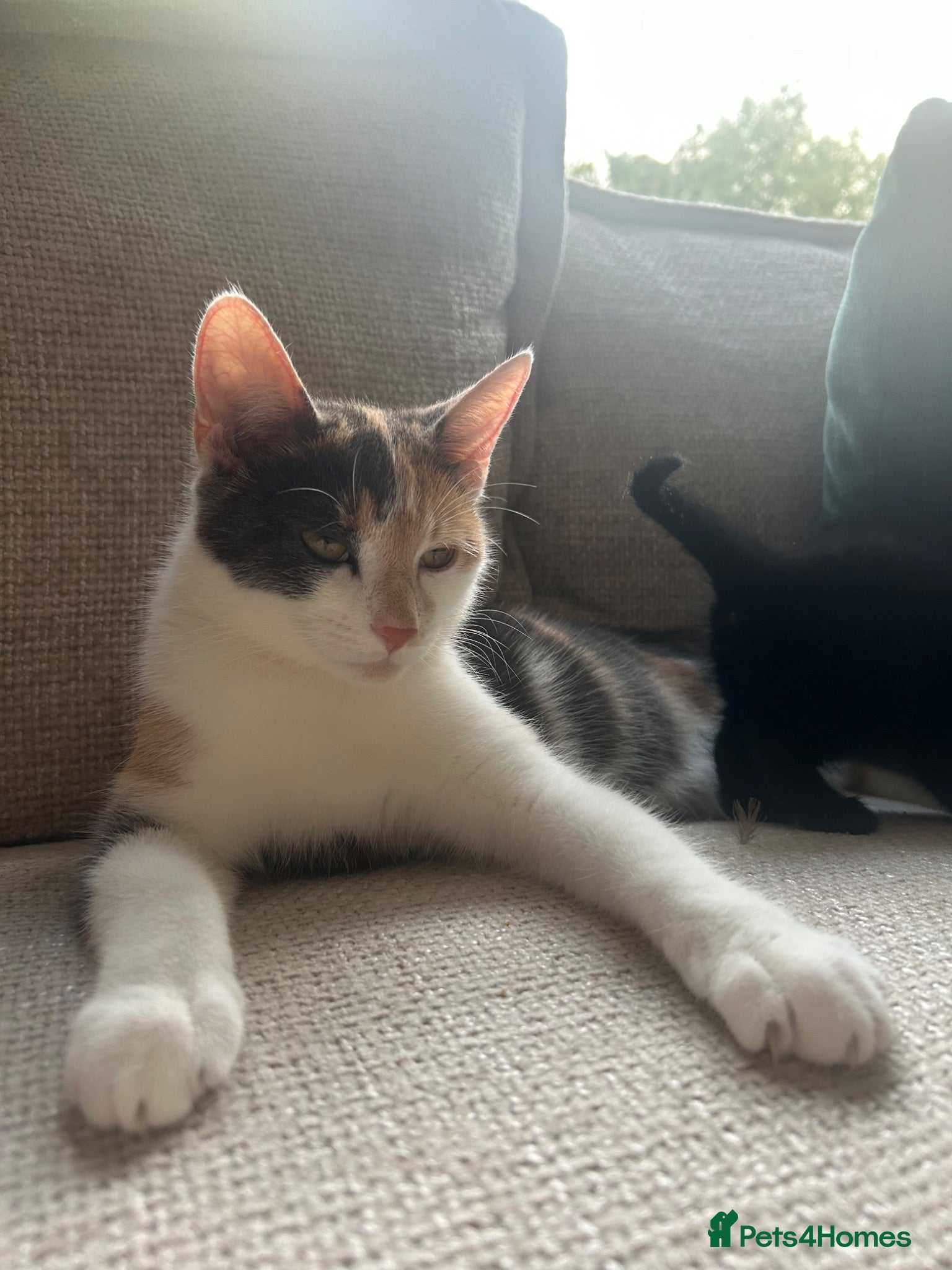 Mixed Breed cats 3 beautiful fur babies - Advert 1