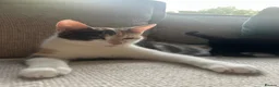 Mixed Breed cats for sale: 3 beautiful fur babies - Advert 1