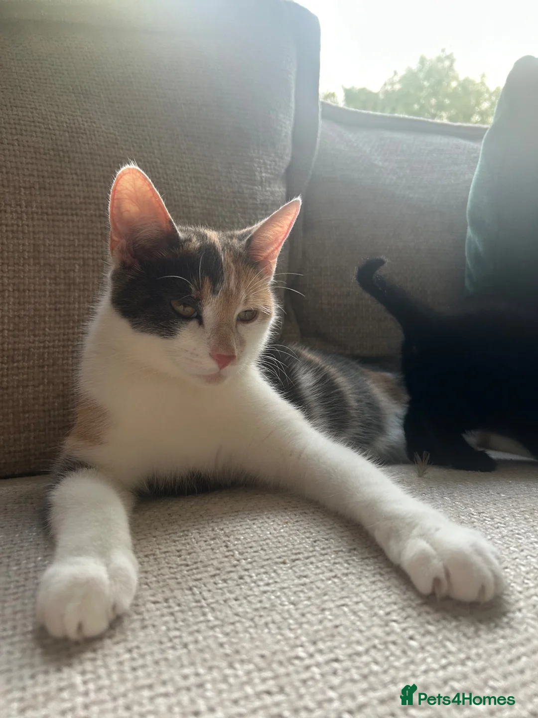 Mixed Breed cats for sale: 3 beautiful fur babies - Advert 1