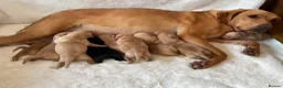 Labrador Retriever dogs for sale: DNA tested KC reg Labrador puppies - Advert 3