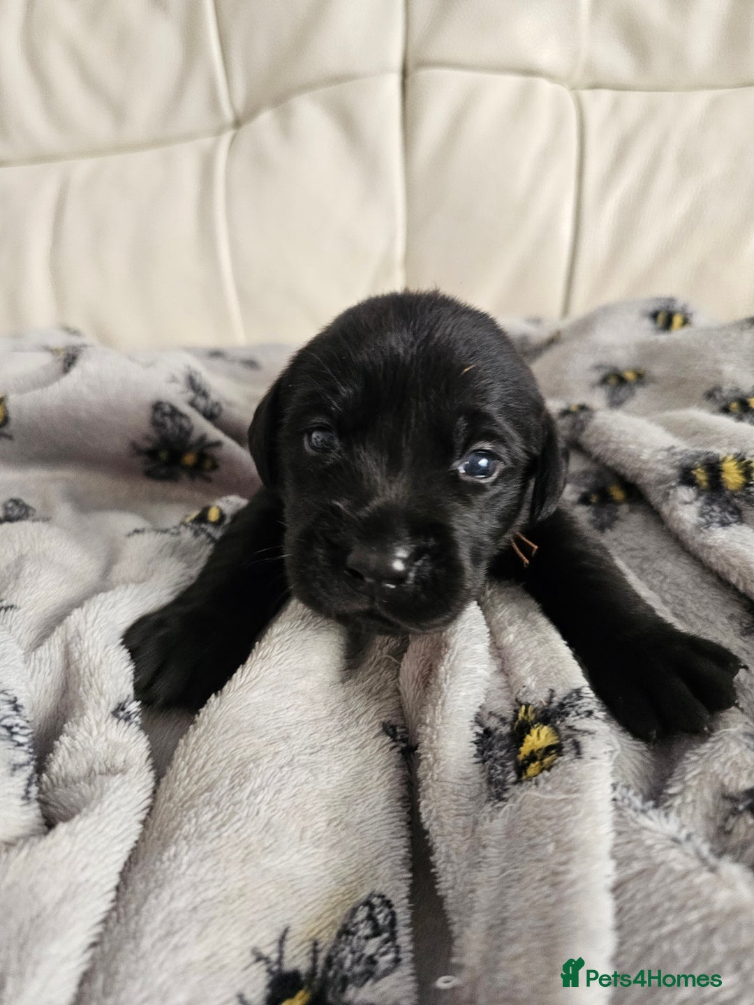 Labrador Retriever dogs for sale: Exceptional Labrador Retriever Puppies - Advert 7