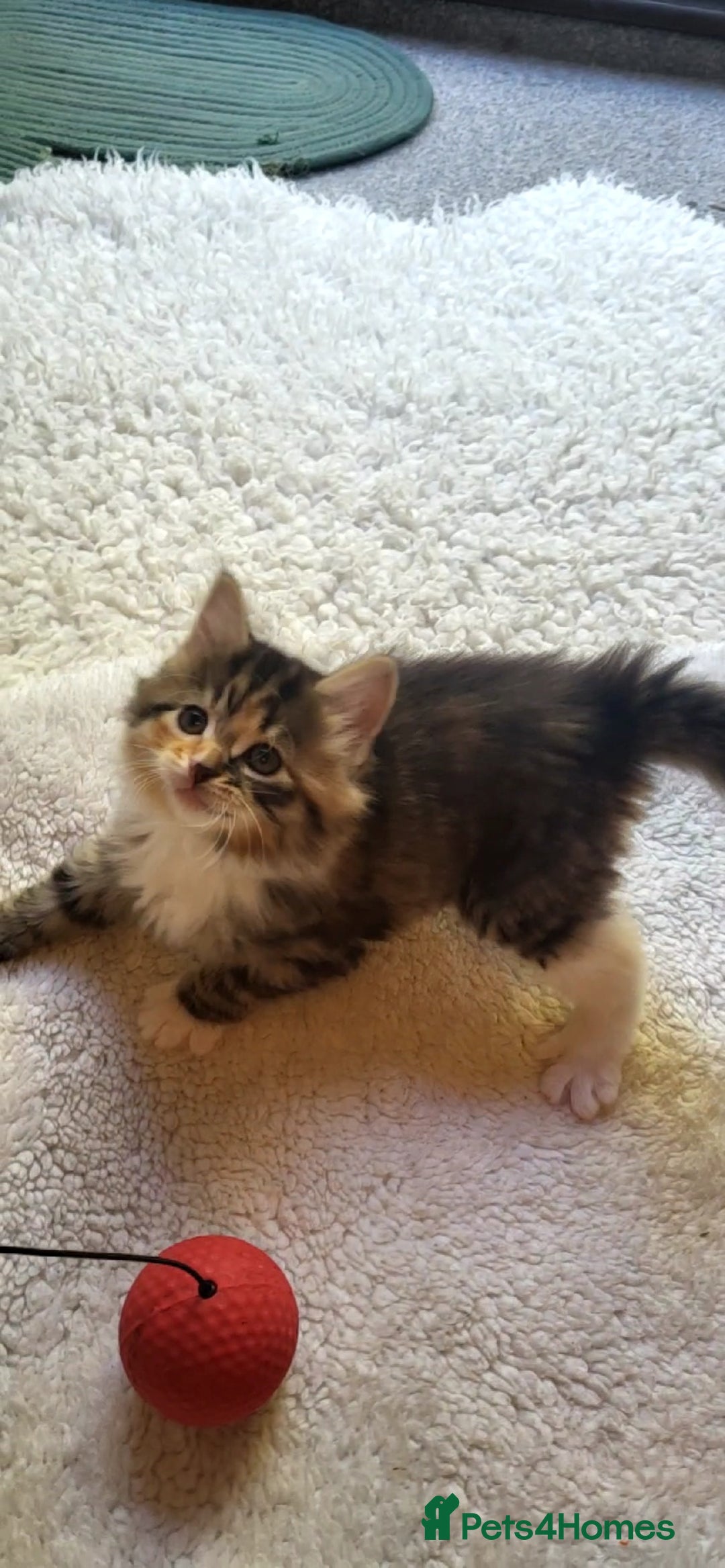 Mixed Breed cats for sale: Lovely kittens Looking for new Homes  - Image 2