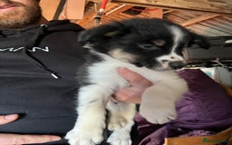 Mixed Breed dogs for sale: Collie x huntaway - Image 5