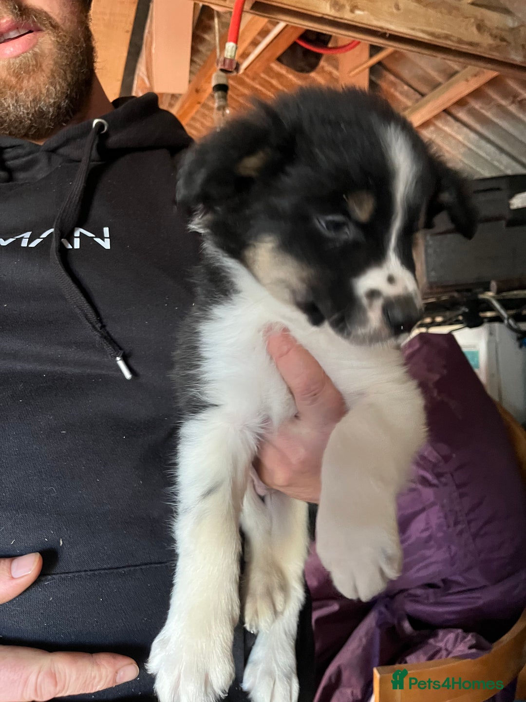 Mixed Breed dogs for sale: Collie x huntaway - Image 5